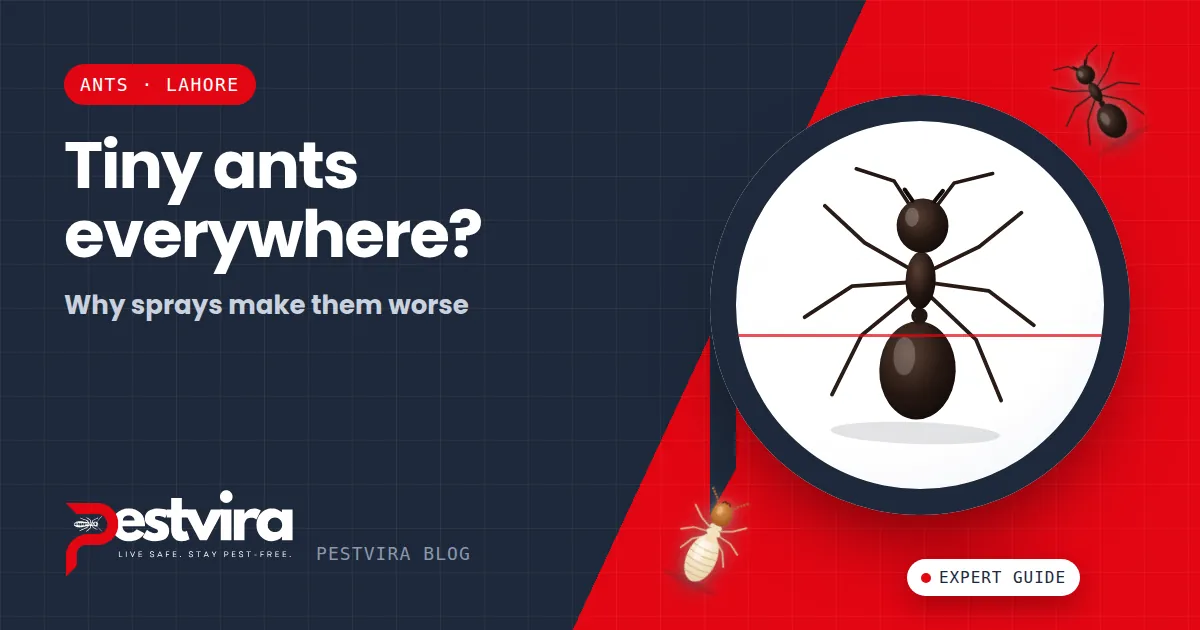 Tiny Ants in the Kitchen? Why Sprays Make Pharaoh Ants Worse (and What Works)
